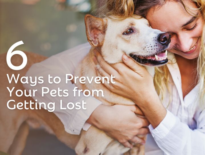 6 Ways to Prevent Your Pets from Getting Lost