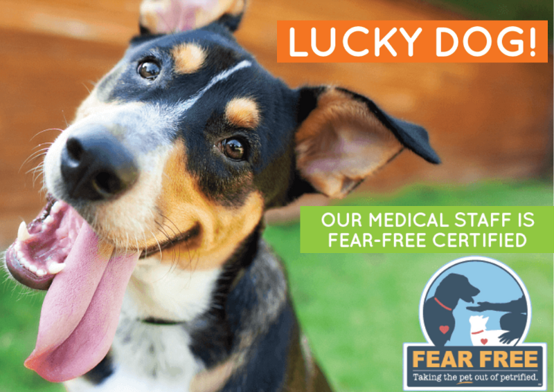 Carousel Slide 3: Fear-free certified for compassionate care