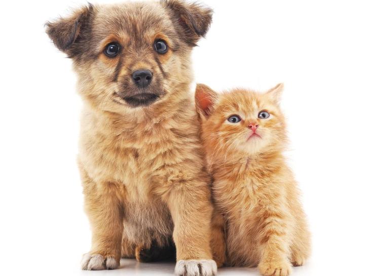 Puppy & Kitten Vaccinations